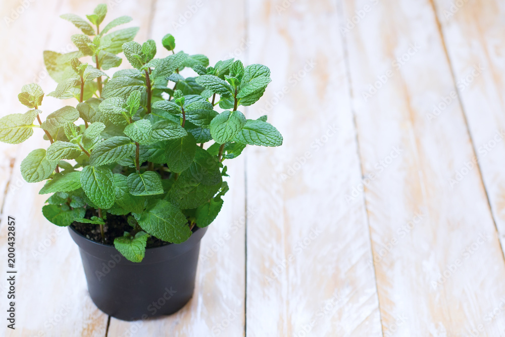 fresh green mint plant in a tin pot on a wooden table fresh green mint plant in a tin pot on a wooden table