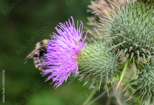 Bee on a purple flower thistle copy space