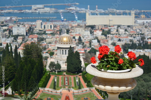 Potted plant with Haifa's harbor in the background