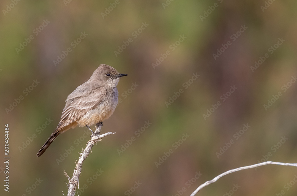 Fototapeta premium Say's phoebe on perch in open cottonwood forest by Rio Grande river