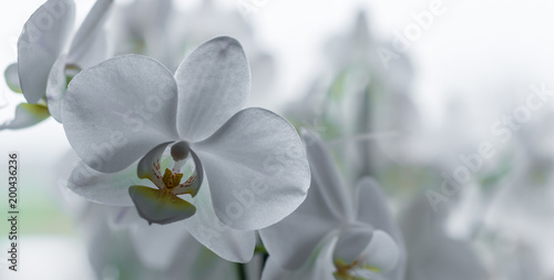 Sch  ne wei  e Orchidee in einer Panoramaaufnahme