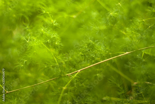 green blurred plant background with thin branches photo