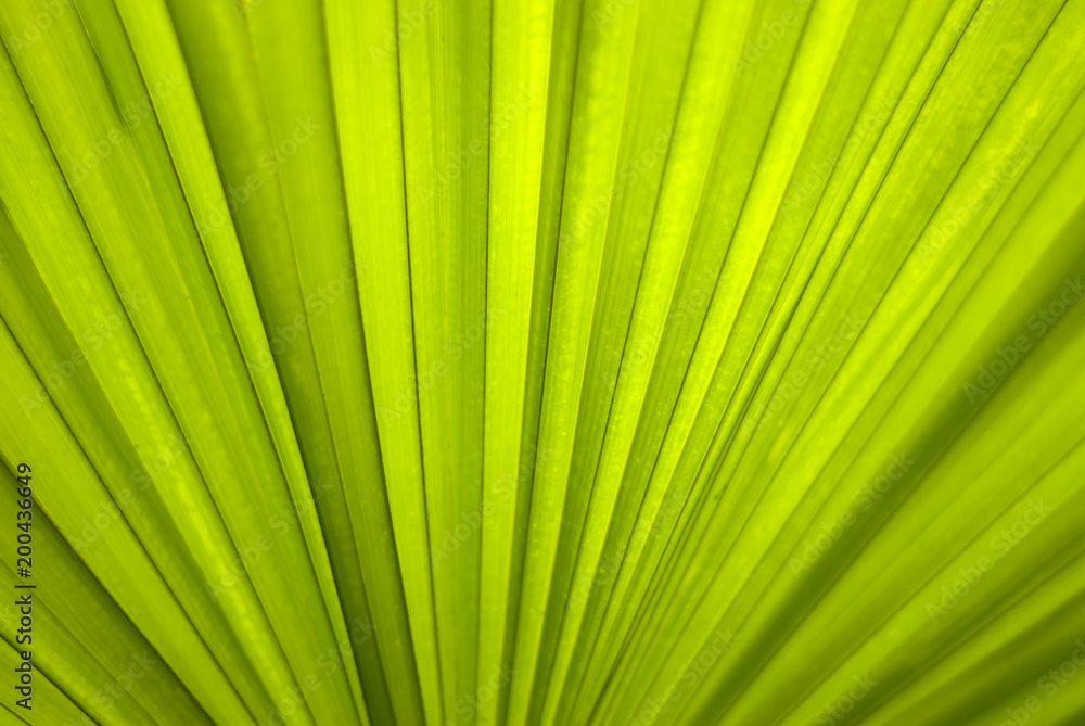 green natural background, texture - a wide leaf surface of a tropical plant (date palm).. green natural background, texture - a wide leaf surface of a tropical plant (date palm)..