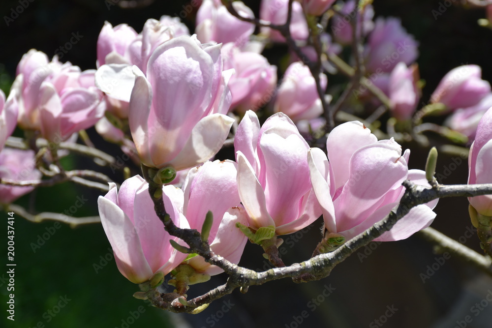 Obraz premium Blüte von Magnolia soulangiana
