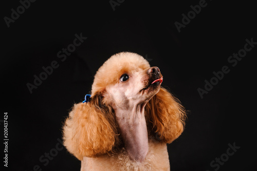 portrait of a pretty dog on a black background