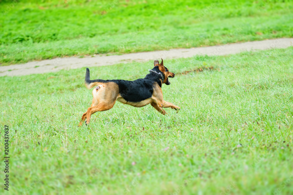 Happy dog joyfully running on a green grass Happy dog joyfully running on a green grass