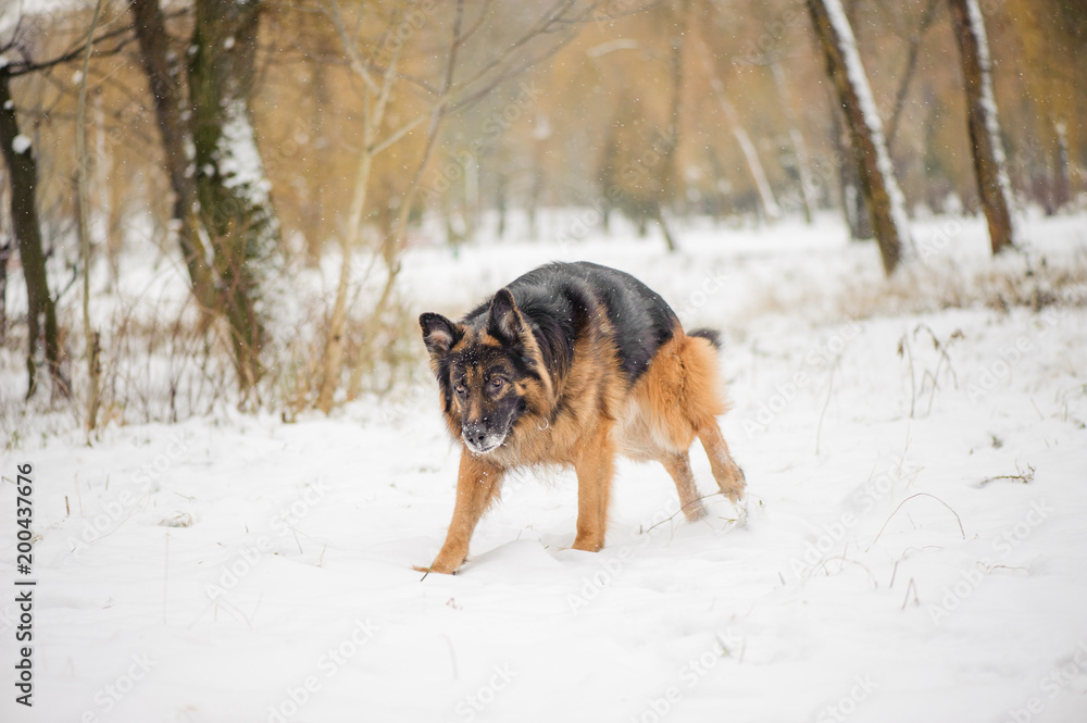 portrait of a dog on a snow