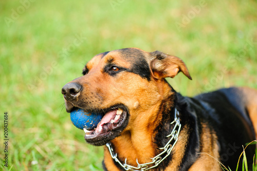 Portrait of a beautifull dog over green blurred background © Art_man