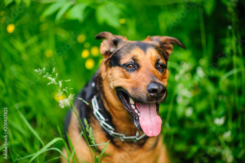 Fototapeta Naklejka Na Ścianę i Meble -  Portrait of a beautifull dog over green blurred background