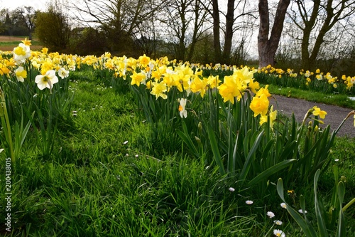 Fototapeta Naklejka Na Ścianę i Meble -  Narcissen in der Wiese