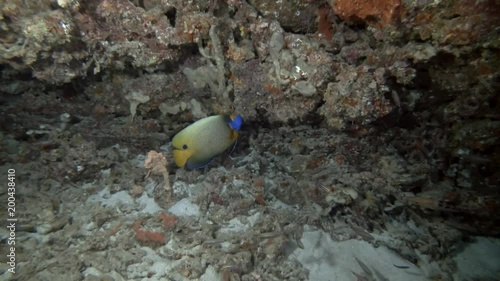 Blueface Angelfish - Pomacanthus xanthometopon swim near coral reef
 photo