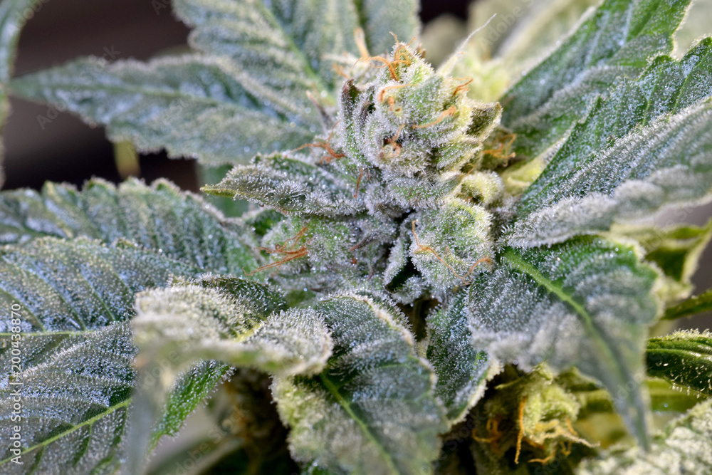 Snowman Cannabis Bud 03 Snowman Cannabis Bud 03