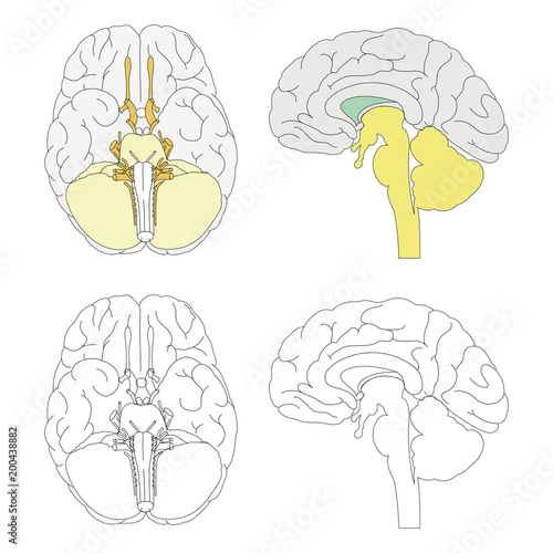 Vektörel beyin anatomisi