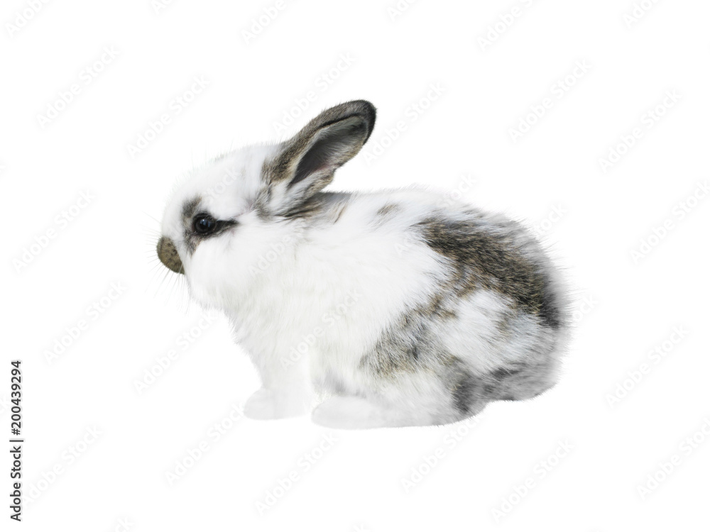 White spotty rabbit isolated on white White spotty rabbit isolated on white
