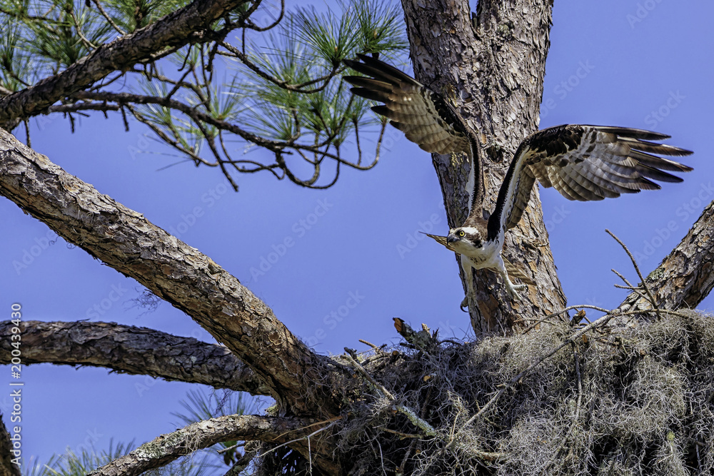 Obraz premium Defending Nest