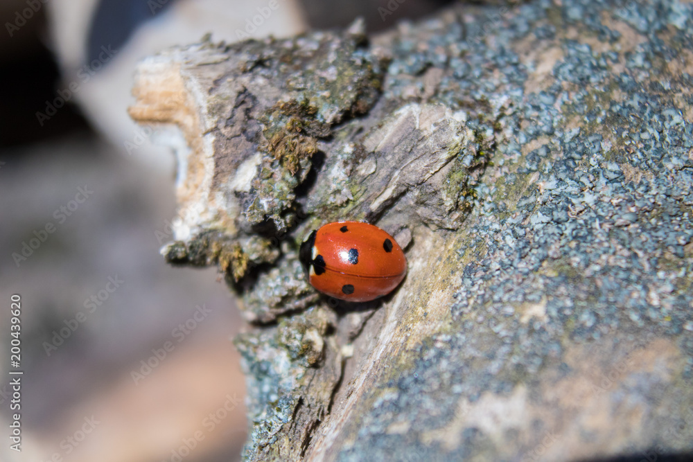 Fototapeta premium The ladybird crawls on a dry tree.