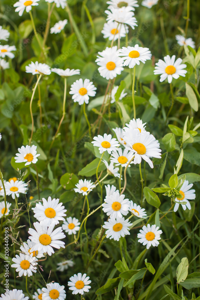 Fototapeta premium A field of wild white blooming daisies, summer countryside background
