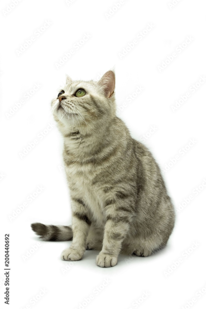 Portrait of British cat with green eyes sitting on white background