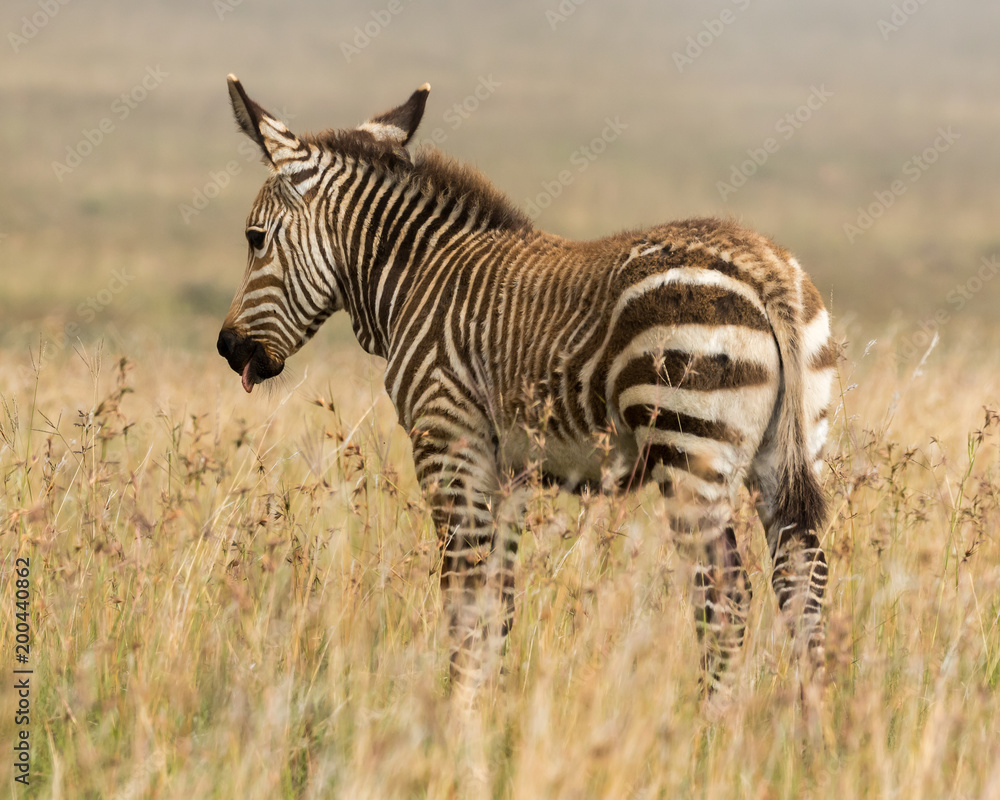 Fototapeta premium One cape mountaing zebra foal standing in the long autumn grass of the Mountain Zebra National Park in South Africa