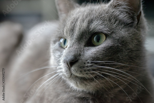 Tete D Un Chat Gris Aux Yeux Verts Stock Photo Adobe Stock