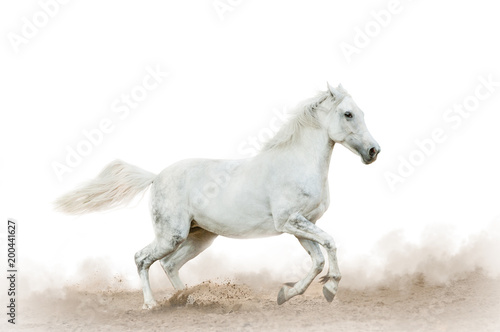 White horse in the dust over a white
