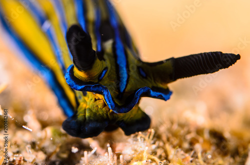 nudibranch, sea of cortez, mexico photo