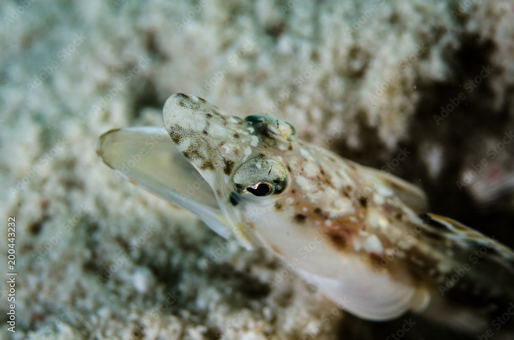 Obraz premium Blennys from the sea of cortez, mexico.