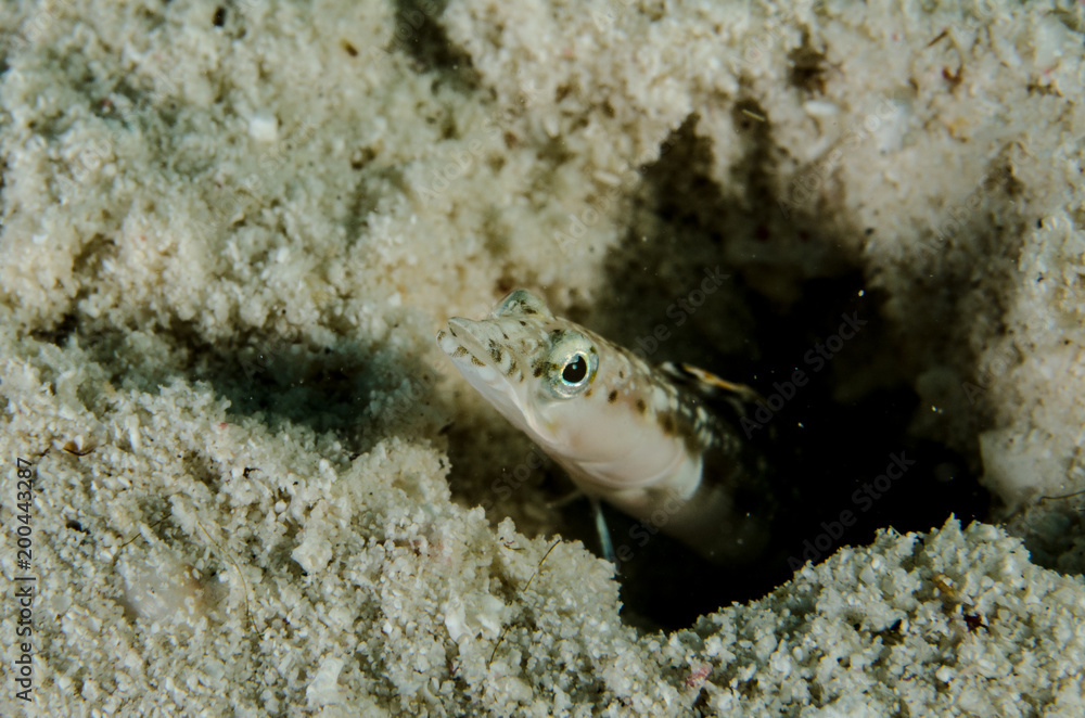 Obraz premium Blennys from the sea of cortez, mexico.