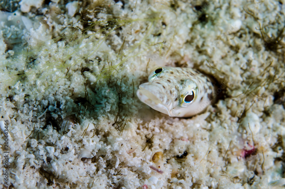 Obraz premium Blennys from the sea of cortez, mexico.