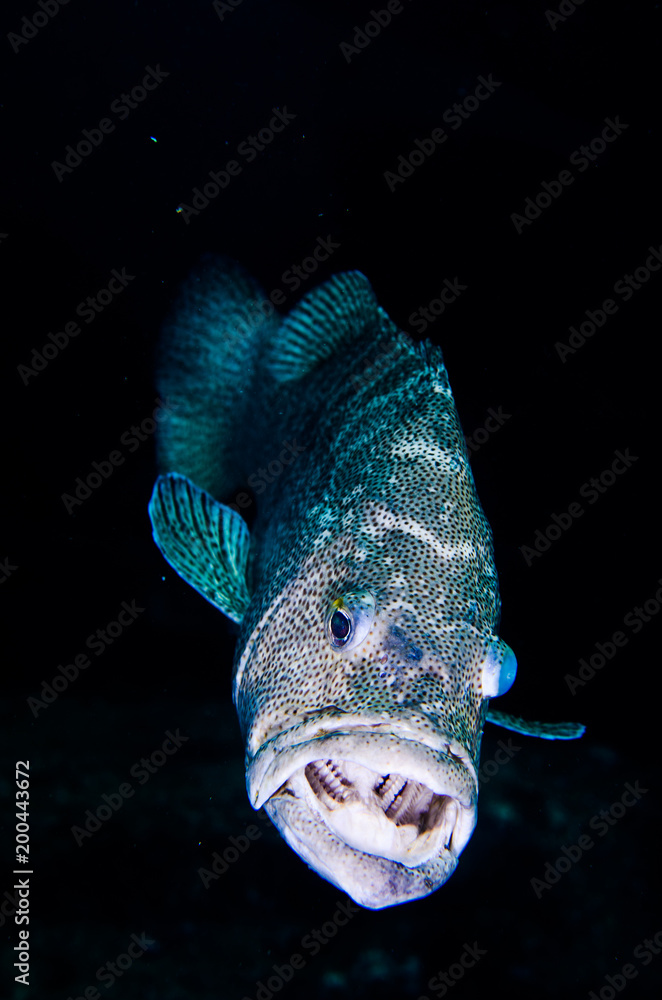 Obraz premium Leopard grouper (Mycteroperca rosacea), in a shipwreck, reefs of the Sea of Cortez, Pacific ocean. Cabo Pulmo National Park, Baja California Sur, Mexico.