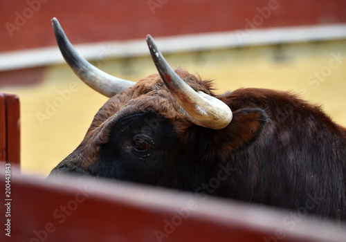 european bull in spain