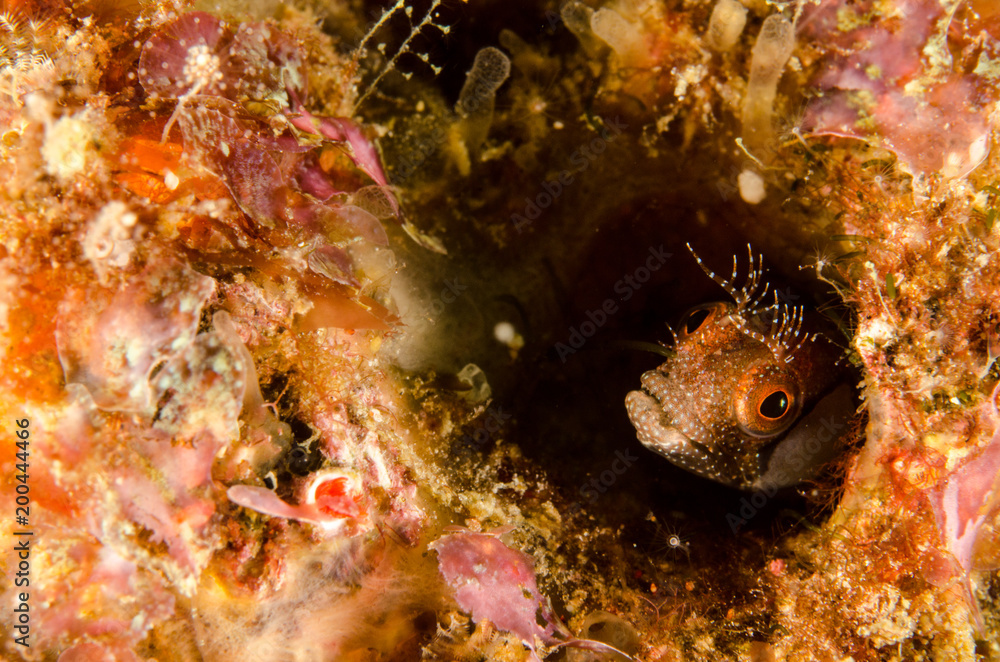 Obraz premium Blennys from the sea of cortez, mexico.
