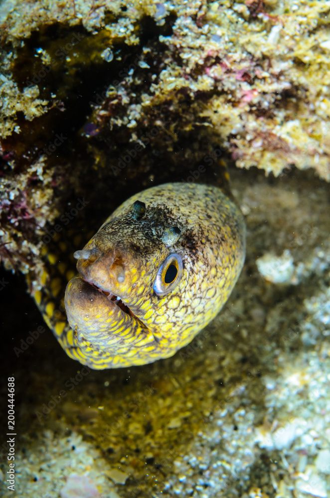 Panamic Green Moray Eel (Gymnothorax castaneus), mouth wide open resting in reefs of the Sea of Cortez, Pacific ocean. Cabo Pulmo, Baja California Sur, Mexico. Cousteau named it The world's aquarium. Panamic Green Moray Eel (Gymnothorax castaneus), mouth wide open resting in reefs of the Sea of Cortez, Pacific ocean. Cabo Pulmo, Baja California Sur, Mexico. Cousteau named it The world's aquarium.