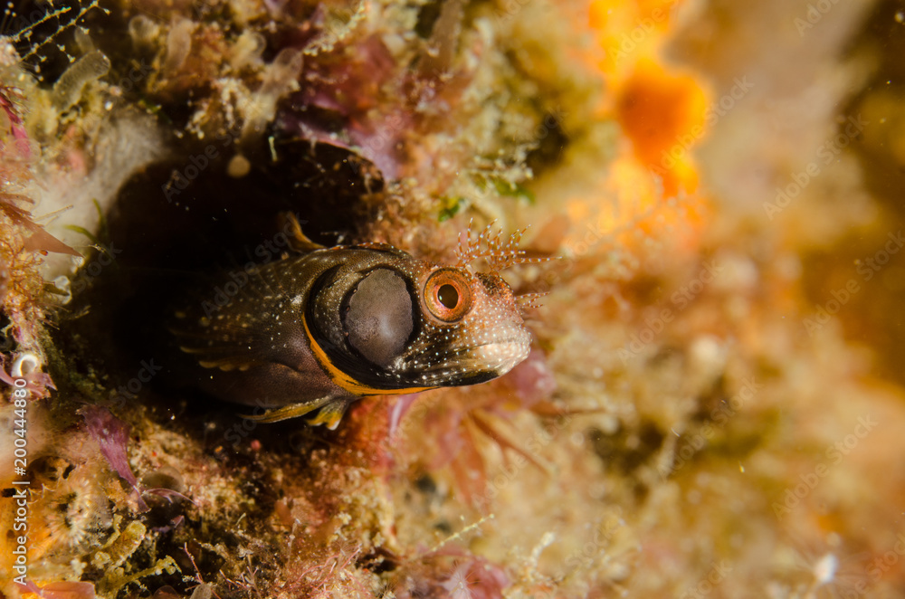 Obraz premium Blennys from the sea of cortez, mexico.