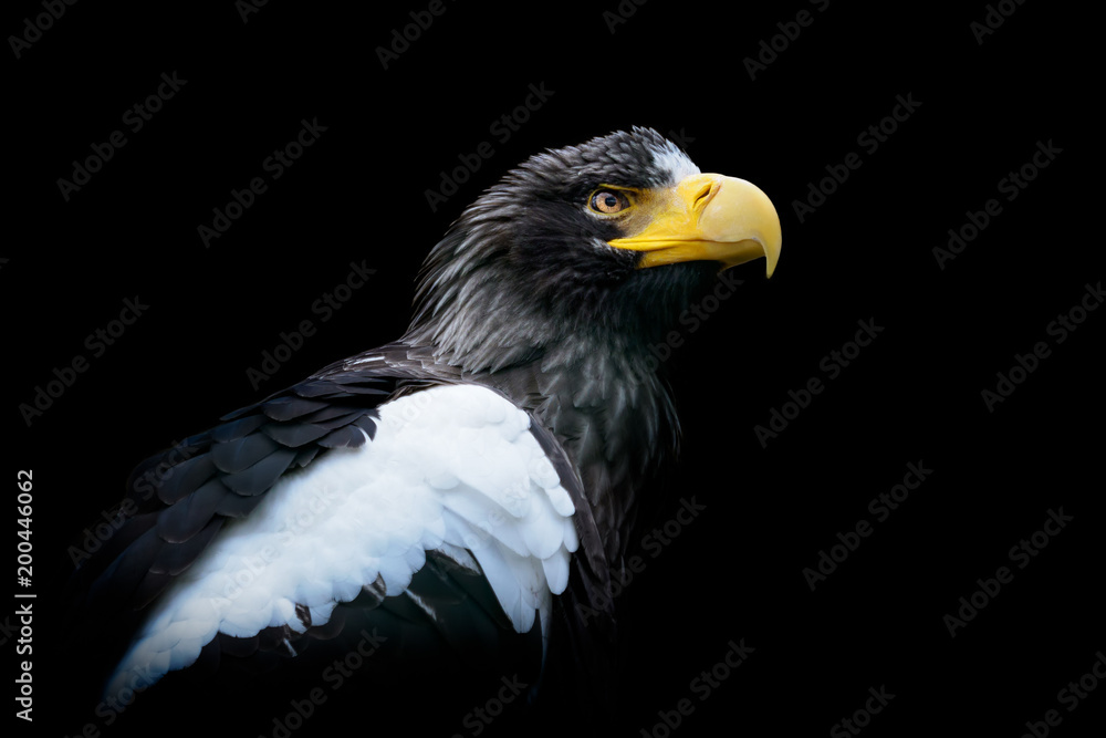 Naklejka premium Steller's sea eagle - Haliaeetus pelagicus