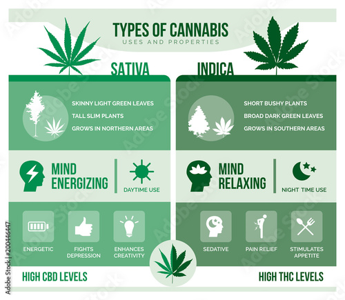 Fototapeta Naklejka Na Ścianę i Meble -  Cannabis sativa and cannabis indica health benefits