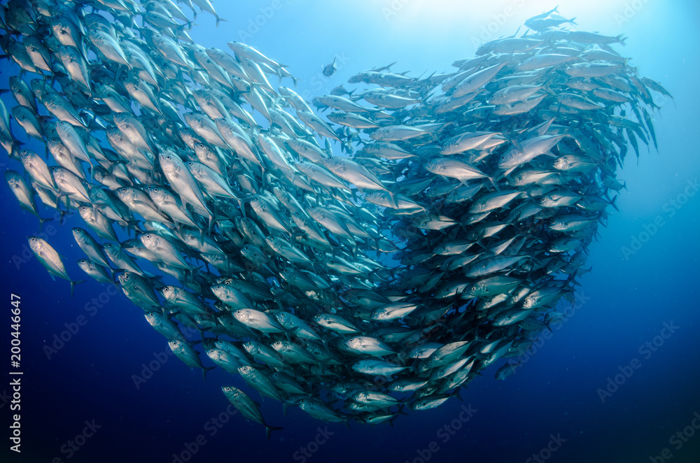Fototapeta premium Big eye Trevally Jack, (Caranx sexfasciatus) in polarized school, bait ball or tornado with a diver taking pictures. Cabo Pulmo National Park, The world's aquarium. Baja California Sur,Mexico.