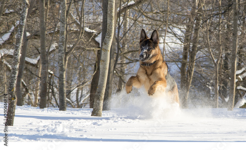 German Shepherd plays in the snow