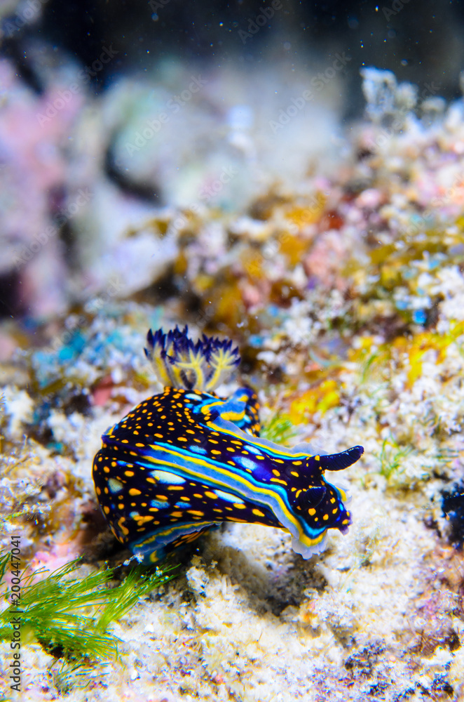nudibranch, sea of cortez, mexico nudibranch, sea of cortez, mexico