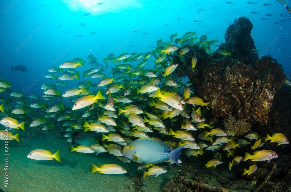 Obraz premium Yellow snapper (Lutjanus argentiventris), forming a school in a shipwreck, reefs of Sea of Cortez, Pacific ocean. Cabo Pulmo, Baja California Sur, Mexico.