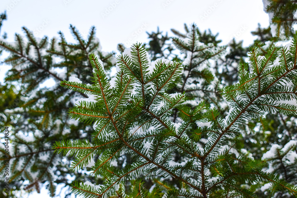 Fototapeta premium Frozen spruce