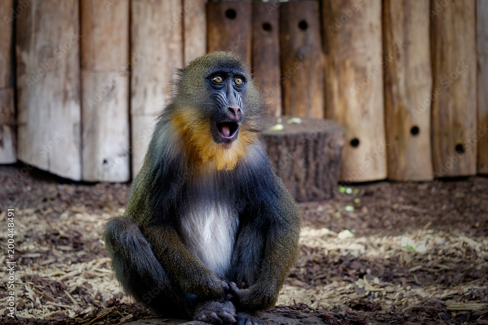 Fototapeta premium Mandrill