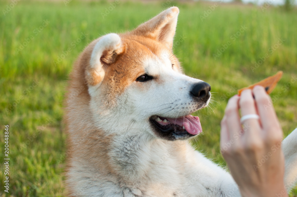 Happy akita inu dog waiting to get a delicious treat