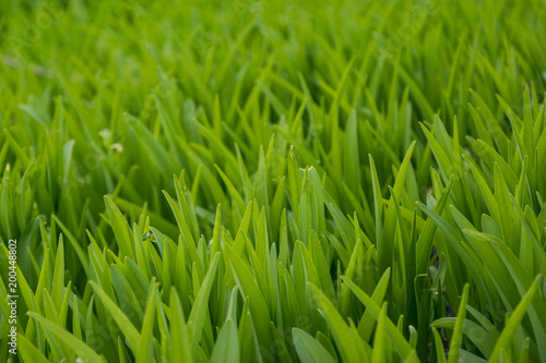 Young green grass in the park