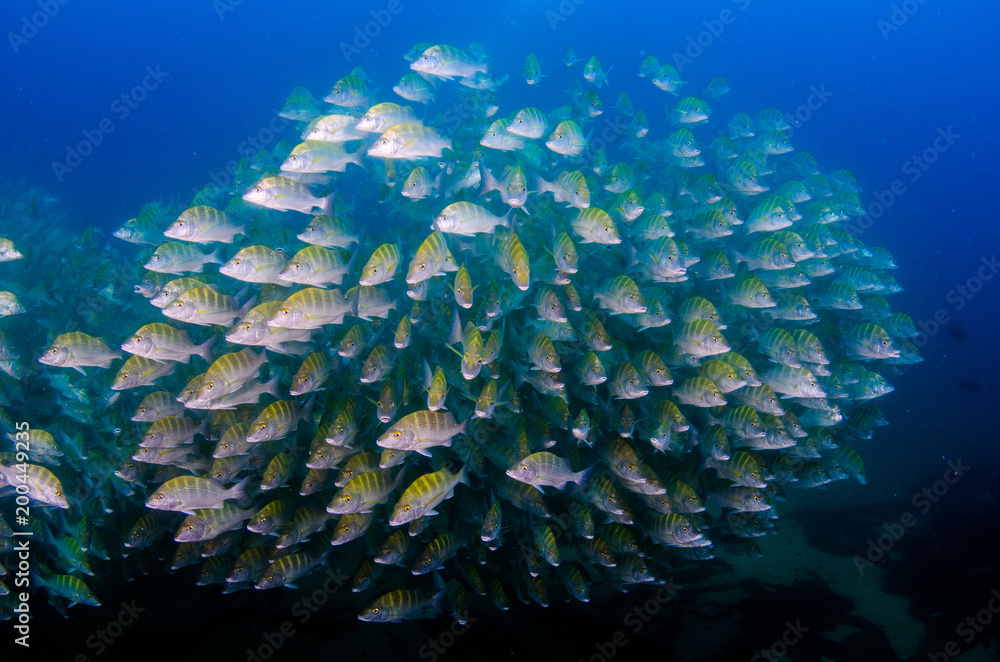 Obraz premium Graybar grunt (Haemulon sexfasciatus), forming a school in a shipwreck, reefs of Sea of Cortez, Pacific ocean. Cabo Pulmo, Baja California Sur, Mexico. Cousteau named it The world's aquarium.
