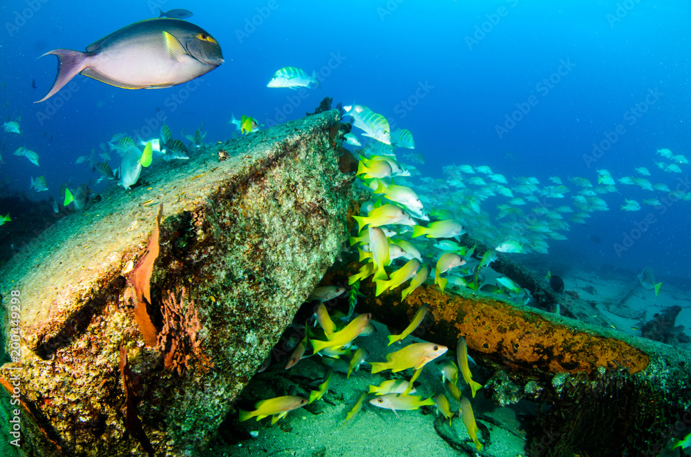 Obraz premium Yellow snapper (Lutjanus argentiventris), forming a school in a shipwreck, reefs of Sea of Cortez, Pacific ocean. Cabo Pulmo, Baja California Sur, Mexico.