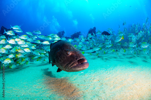 Big Gulf grouper (Mycteroperca jordani), resting in the reefs of the Sea of Cortez, Pacific ocean. Cabo Pulmo National Park, Baja California Sur, Mexico. photo