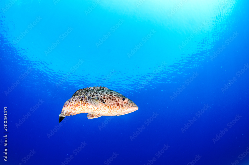 Obraz premium Leopard grouper (Mycteroperca rosacea), in a shipwreck, reefs of the Sea of Cortez, Pacific ocean. Cabo Pulmo National Park, Baja California Sur, Mexico.