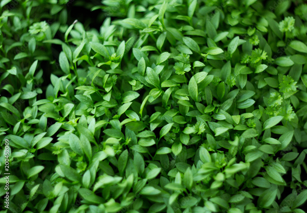 Green spring young parsley, spice grown at home in the kitchen. Green spring young parsley, spice grown at home in the kitchen.