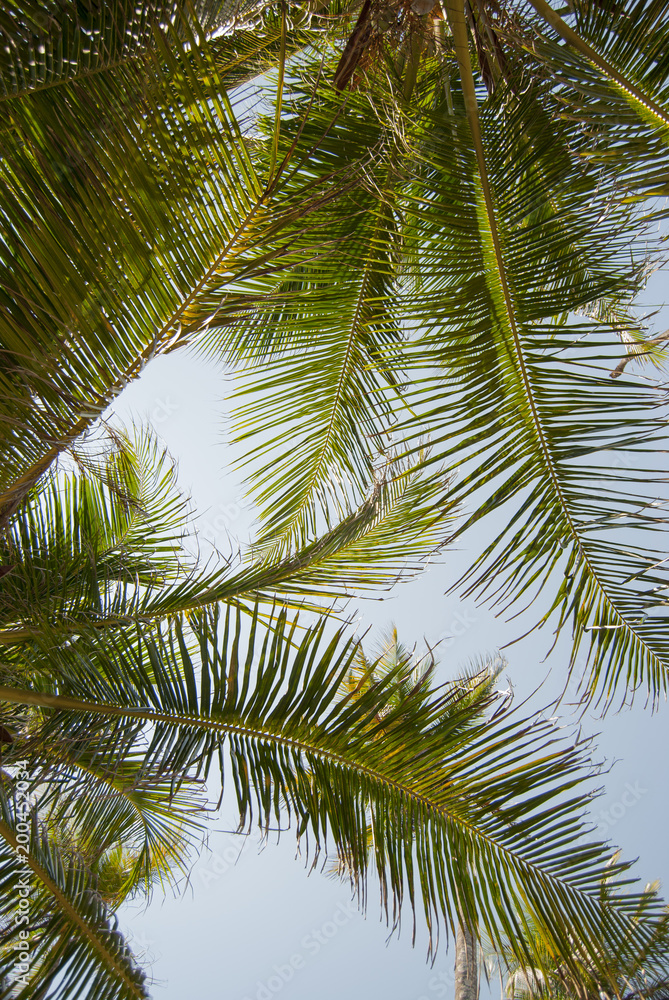 Isla, paraíso, edén, puesta de sol palmeras, Guna Yala, Kuna Yala, San Blas, Panamá, Caribe Isla, paraíso, edén, puesta de sol palmeras, Guna Yala, Kuna Yala, San Blas, Panamá, Caribe